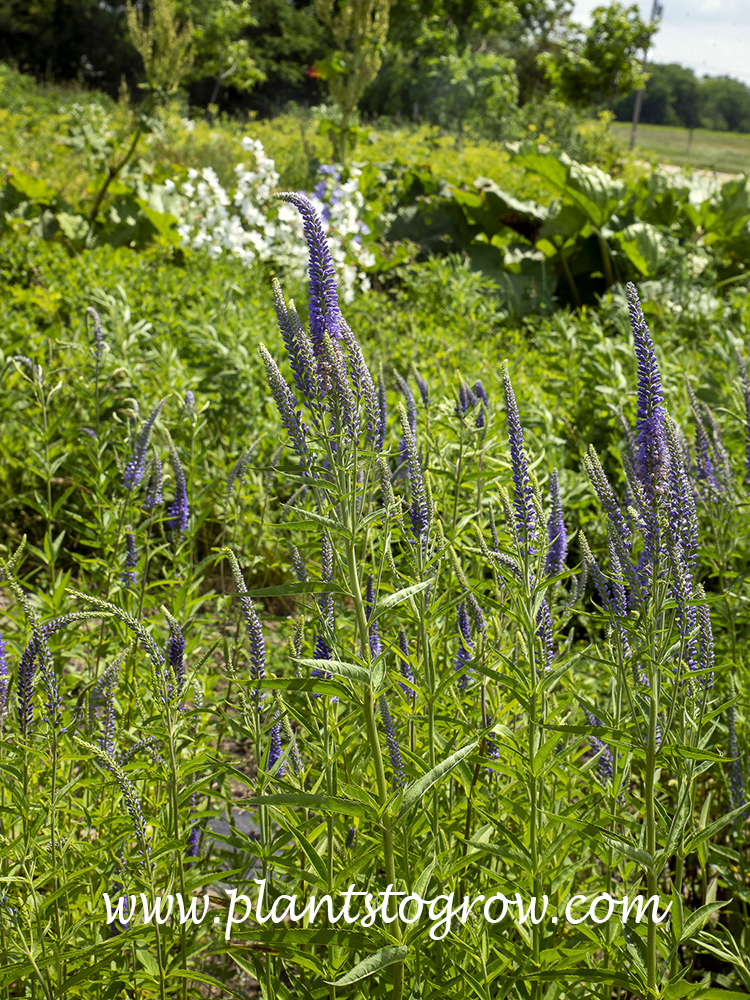 Spiked Speedwell (Veronica spicata)
(mid June)